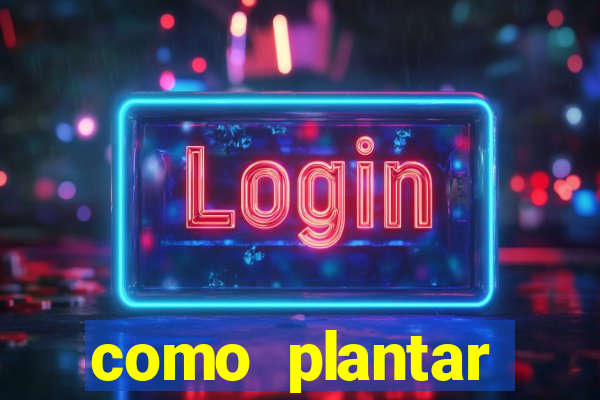 como plantar gergelim no vaso