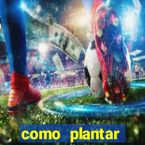 como plantar gergelim no vaso