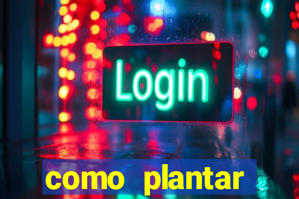 como plantar gergelim no vaso