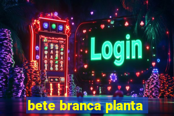 bete branca planta