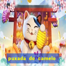 puxada do camelo no jogo do bicho