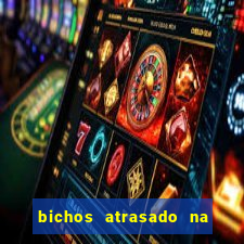 bichos atrasado na loteria dos sonhos